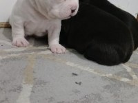 MÜKEMMEL FRENCH BULLDOG YAVRULARIMIZ