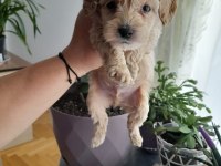 Maltipoo 0 numara köpekler