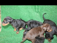 22 Ekim doğumlu doberman yavrularımız