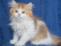 British Longhair Ny 12 Bicolor Safkan Erkek