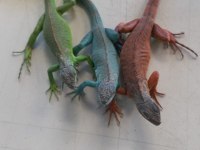 İguana belgeli ve cipli 81 il garantili gönderim