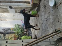 5 Aylık Kulak estetiği aşıları tam doberman