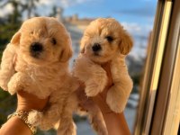 Pofuduk Maltipoo Köpekler