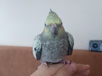 Cockatiel sultan papağanı dişi kız