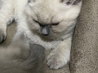 3 aylık tosun paşam british shorthair