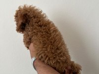 4 aylık dişi kıvır kıvır bir poodle kız