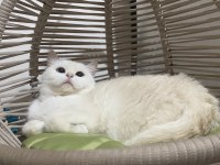 BRİ SH NY Aria mango british shorthair