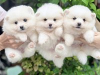 Dişi ve erkek pomeranian boo yavrularımız