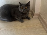 On iki şubat british shorthair
