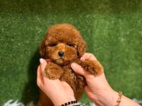 Ruhsatlı Köpek Çiftliğinden Toypoodle Yavrularımız 
