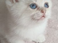 Şafkan British Shorthair