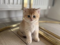 By12 golden british shorthair dişi ped