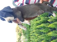 Safkan danua yavrular