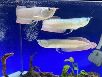 Kutsal Katil Adana Arowana Silver Gri Özel Grand