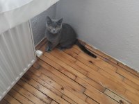 Safkan dişi british shorthair