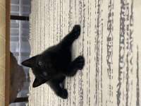 Sahibinden bombay cinsi kedi