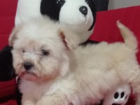 Erkek Maltipoo yavrularımız
