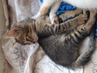 2 aylık bebek kedilere yuva olur musunuz