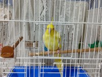 Yavru sultan papağanı eğitime açıktır