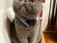 SCOTTİSH VE BRİTİSH KEDİLERİM
