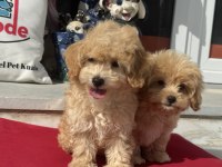 Profesyonel ruhsatlı çifrlikden maltipoo yavrular