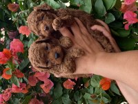 Toy poodle bebekler
