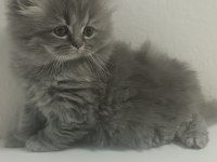 British longhair kardeşler 11 mart doğumlu