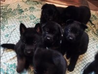 Siyah Alman Çoban Köpeği Yavruları