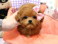 TOY POODLE YAVRULARIM