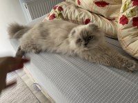 Scottish fold 10 aylık
