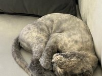 Scottish fold 1 yaşında