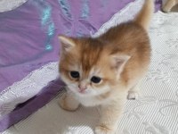 British Shorthair Golden Ny12