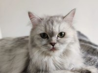 ücretsiz sahiplendirme british longhair