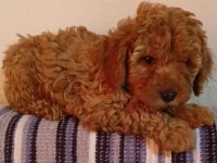 Toy poodle yavrular