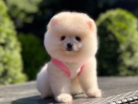 Ayıcık Surat Pomeranian