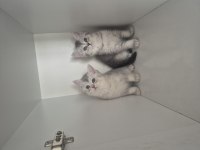 2 aylık british shorthair