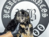 Irk garantili toy poodle yavruları