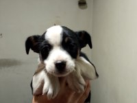 Dişi ve erkek yavru pinscher