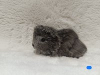 Sevimli Guinea Pig Yavruları