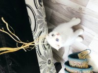 2 aylık kar beyaz mavi göz scottish fold dişi