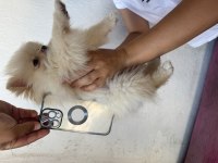 Pomeranian Boo 2 aylık dişi