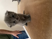 British shorthair yavrular