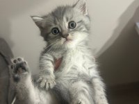 Gri Yavru Cins Kedi