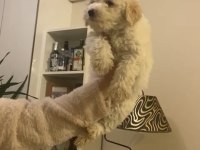 A KALİTE EĞİTİMLİ MALTİPOO