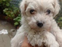 İzmir den orijinal Terrier Maltese yavrular