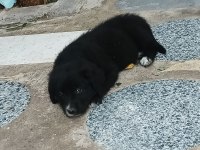 yavru köpeğimiz