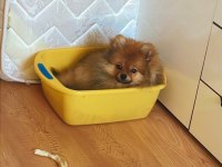 Pomeranian boo köpeği
