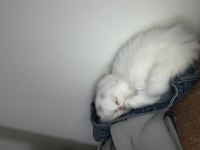 Dişi Scottish Fold