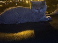 British shorthair Kırıkkale