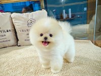 Ayı Surat pomeranian Boo Yavrularımız